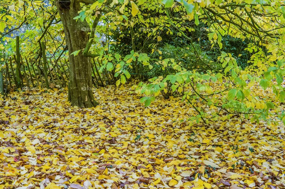 Trees. Autumn