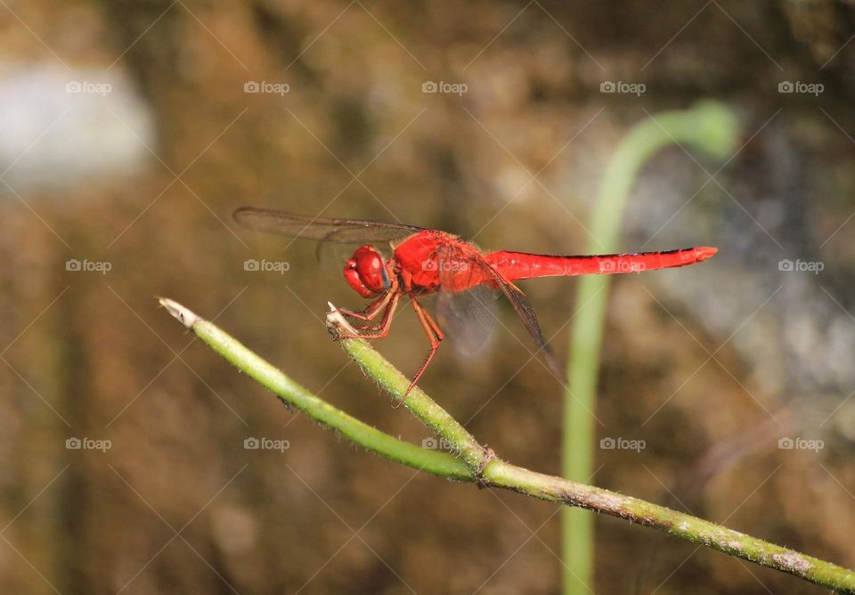 Crocothemis servilia. Scarlet skimmer. Red male species of incommon dragonfly. Member of libellulidae, the highest member of odonata into the world. Wide spreading from the lowland habitat until the high montana terrestrial.