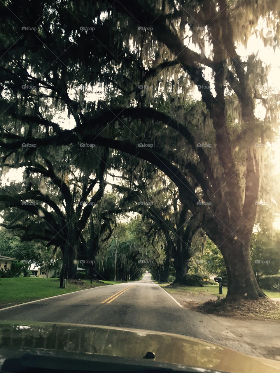 Live oaks in FL. Live oaks driving down the road in Floral City FL