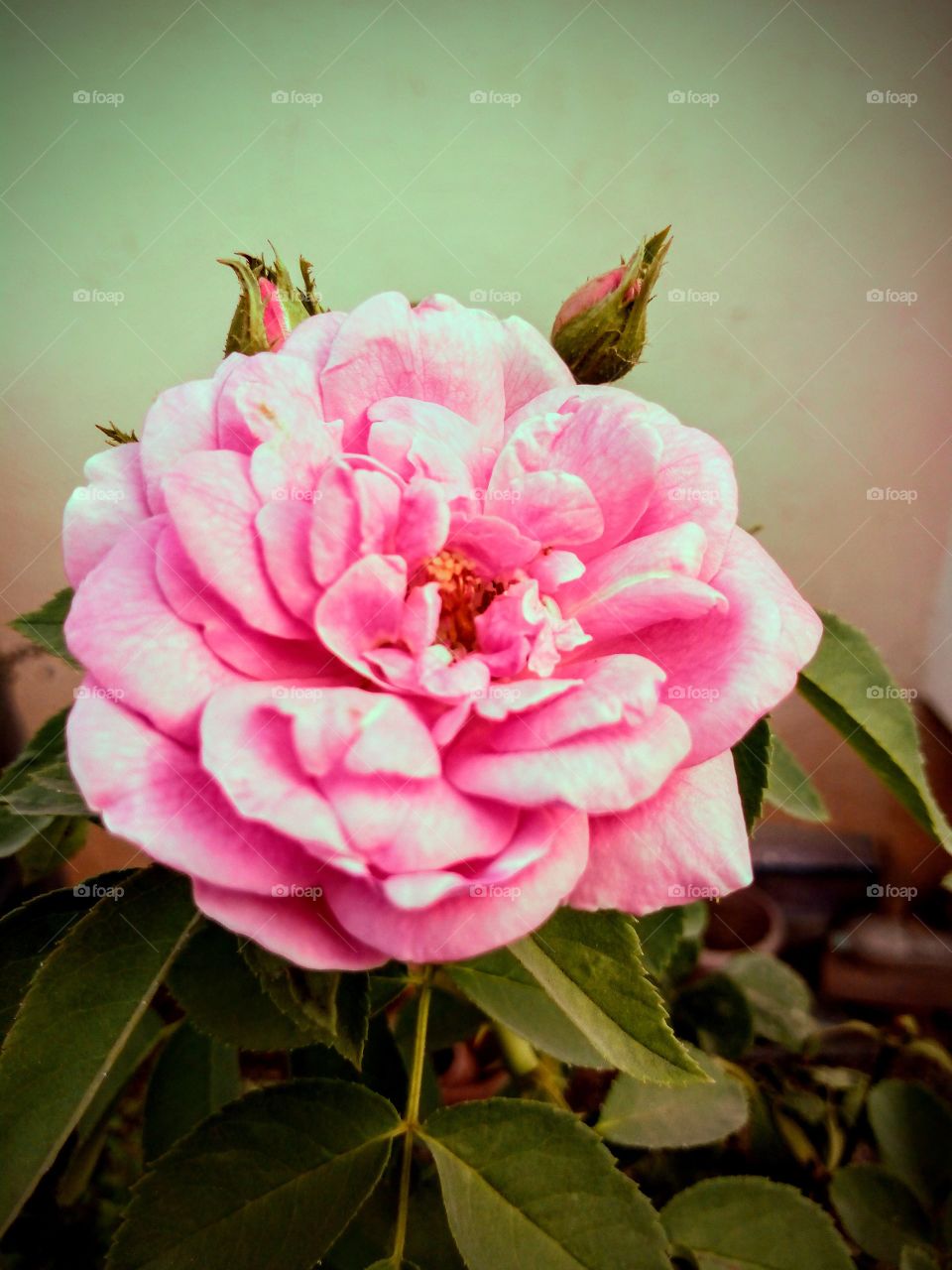 A Pink Rose Flower