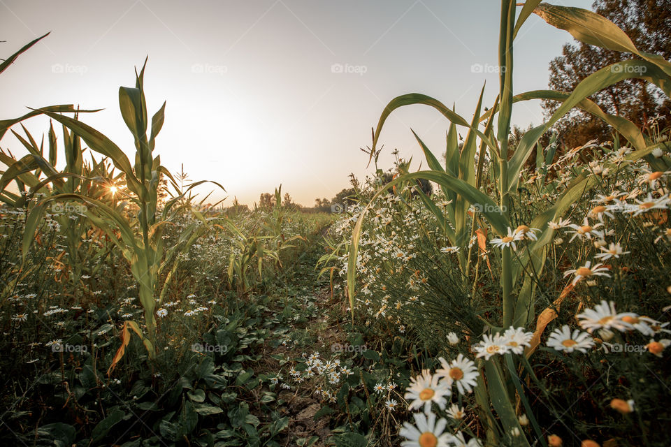 Field with corn and daisies at sunset