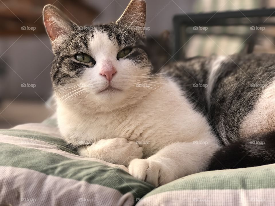 Farm cat relaxing in the sunset. 