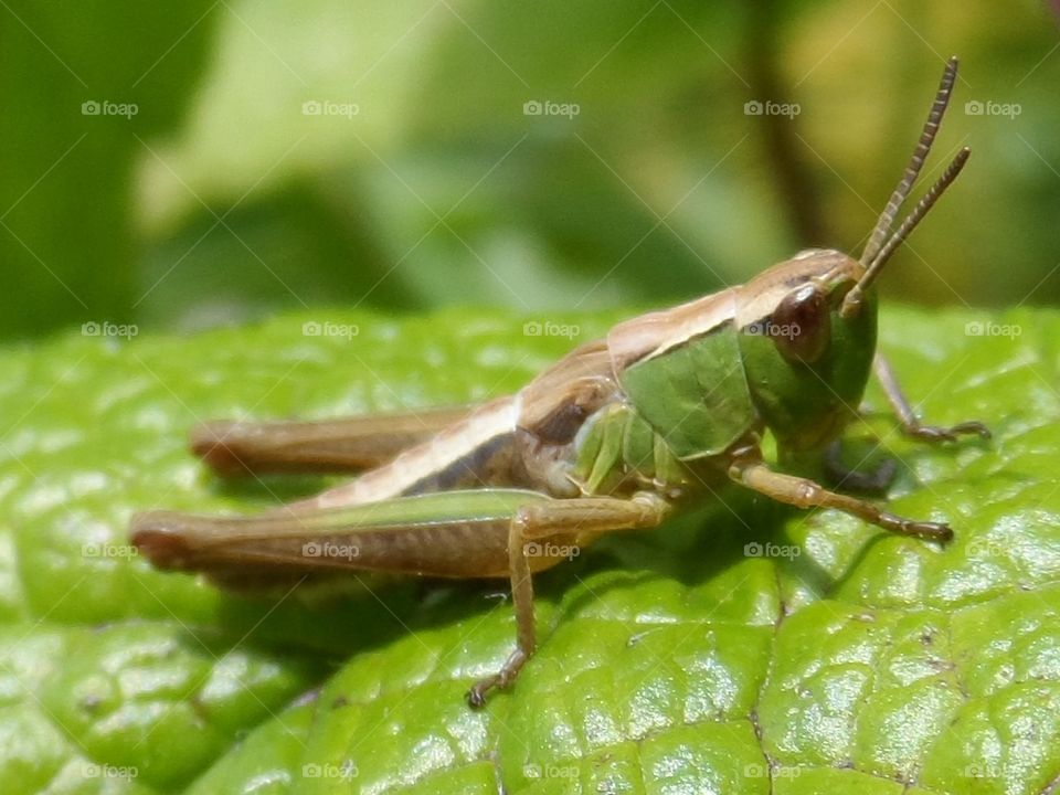 The grass is singing.. Ready for a short jump!