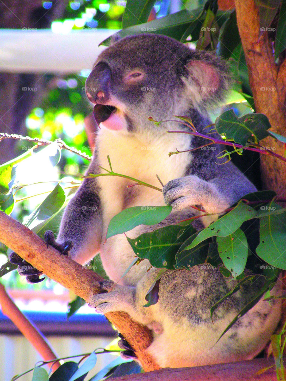 Koala lunch time.