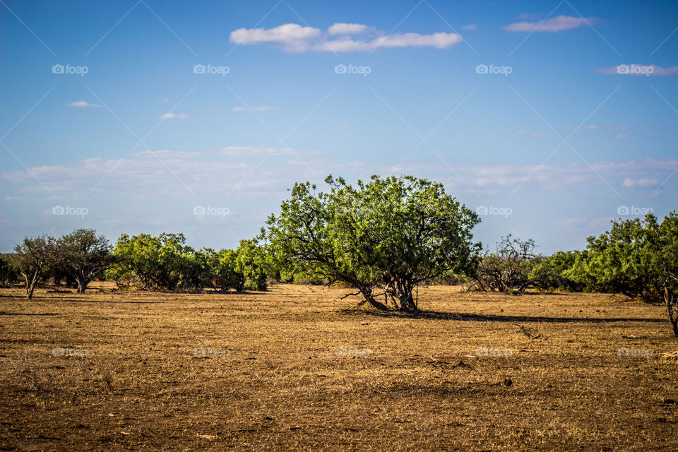 tree with geen leaf on dry grounds in botswana