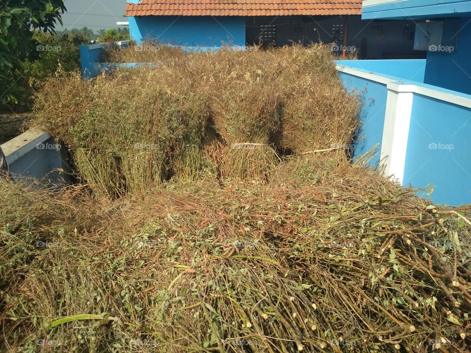 Harvest of dried gram plant
