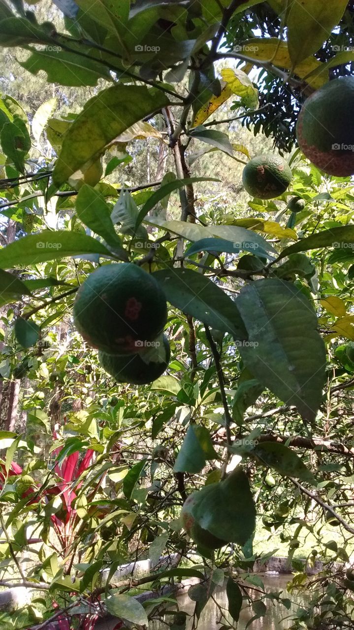 Um pé de limão com frutas muito bonitas, pois, afinal, adubo não entra. Tudo orgânico.