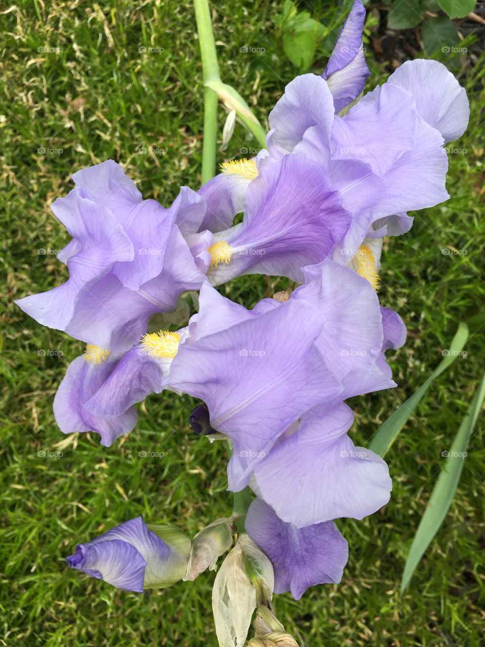 Light purple iris from above 