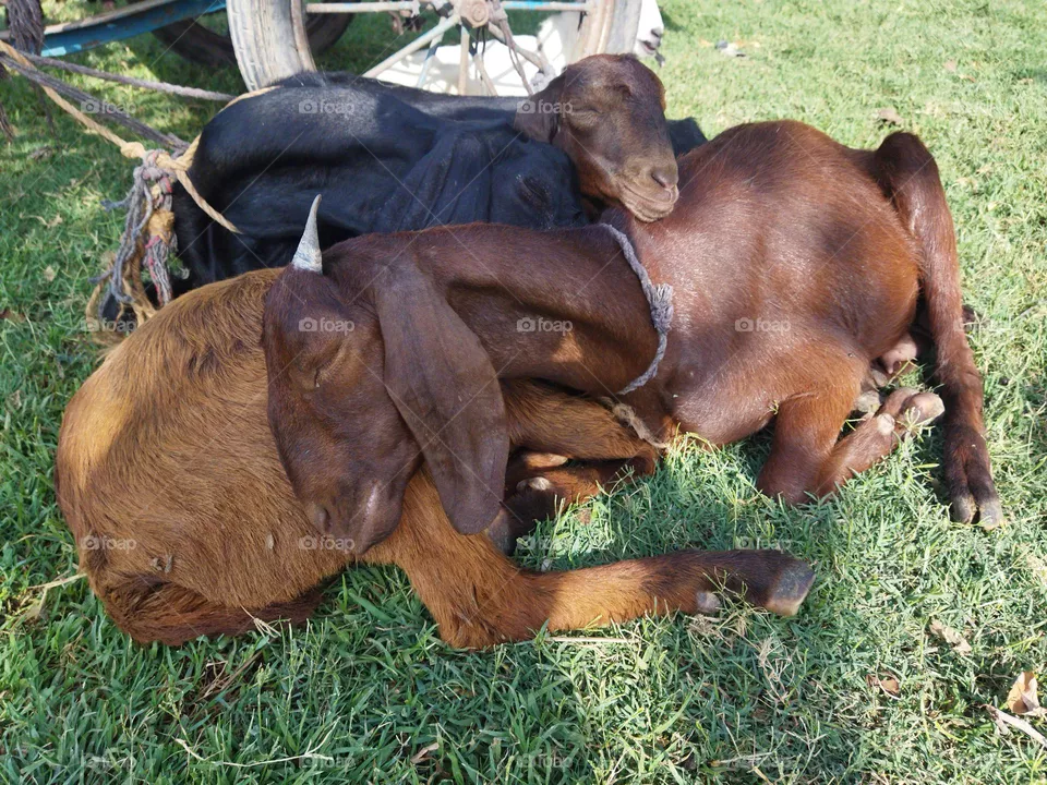 sleeping goats together enjoying