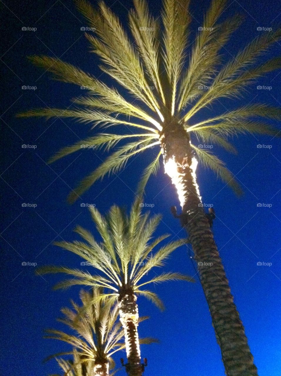 Night Palm Trees Against Sky