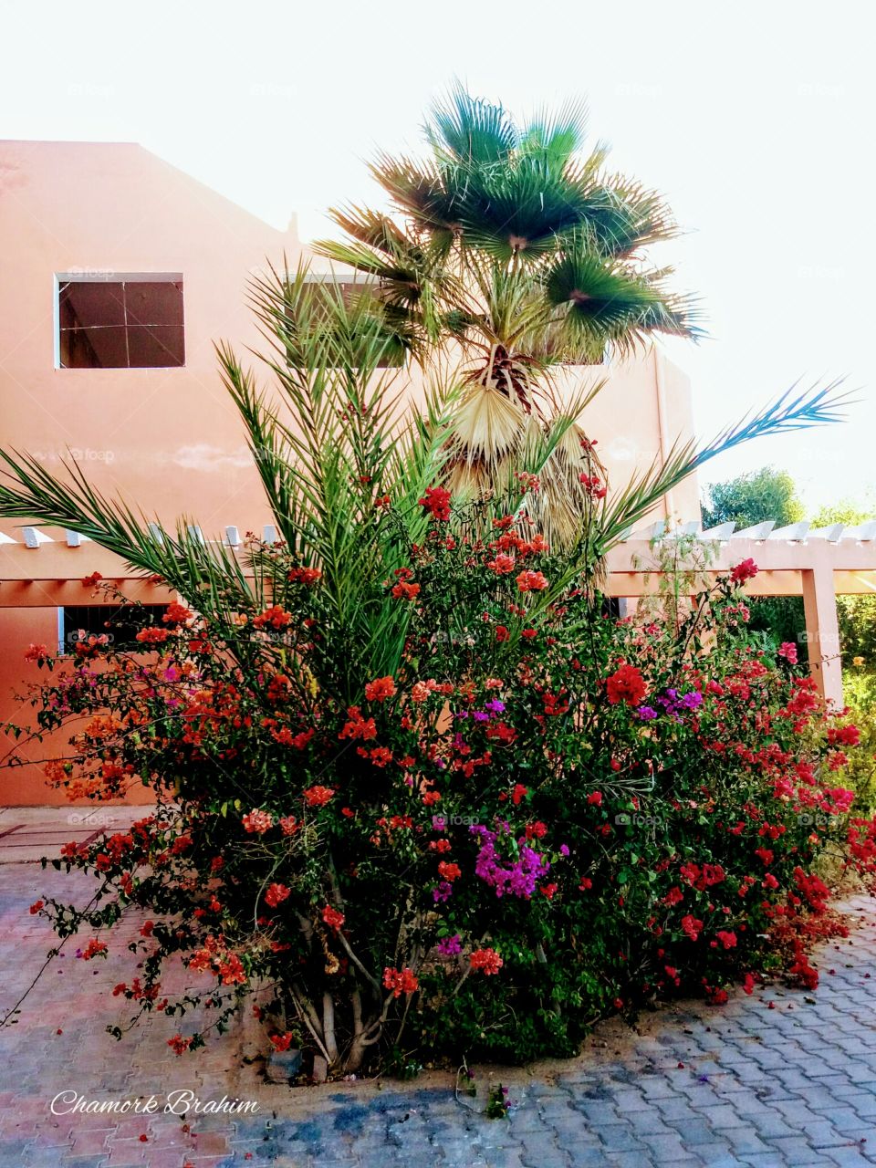 lovely palm_tree and beautiful flowers in a school where I teach
