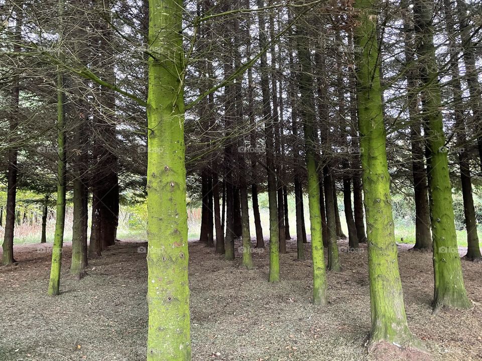 View through trees in a wood, Fosse Meadows, England
