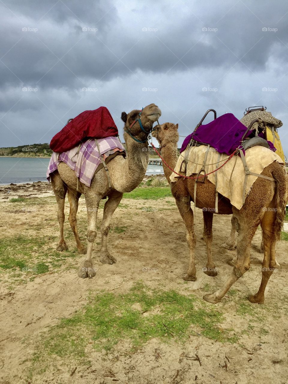 One hump camels