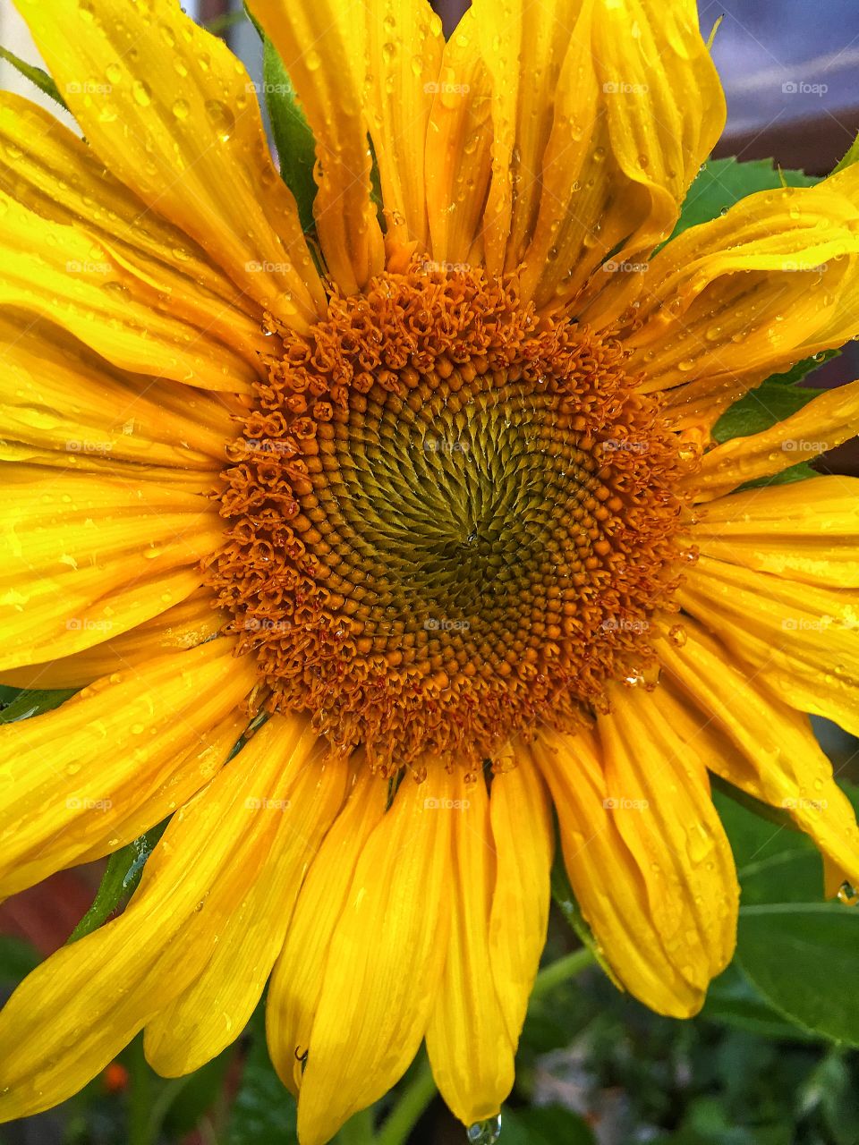 Captured with iPhone 6s Plus 