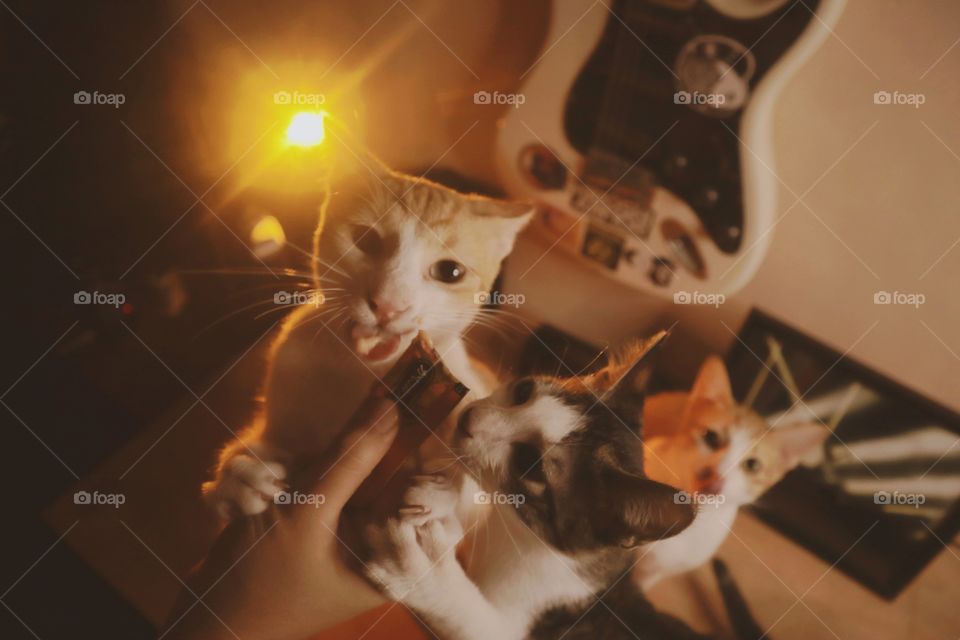 Sharing is caring. Kittens share their favorite treat with each other.