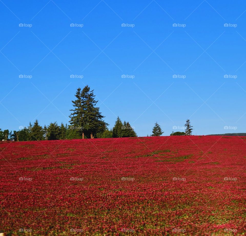 clover fields, as far as the eye can see....