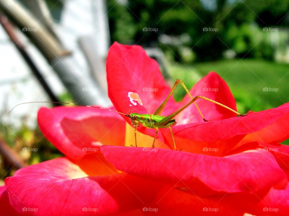 Grasshopper flower