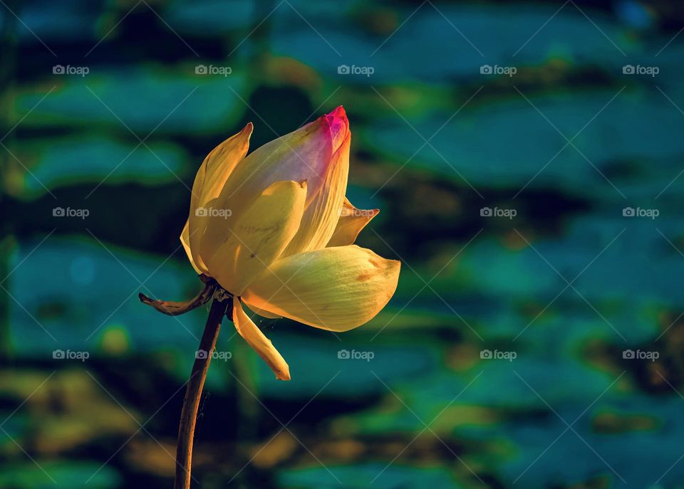 Floral photography - Spring season - blossom of lotus flowers in warm sunshine 