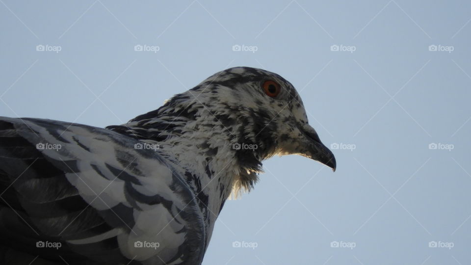 Black n White Pigeon