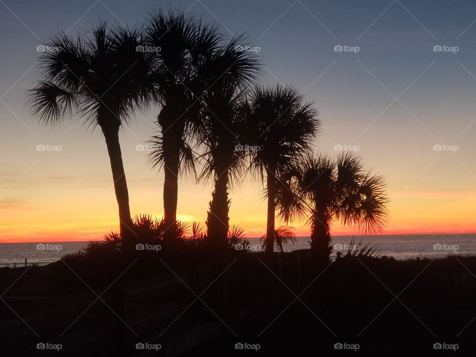palm tree sunset