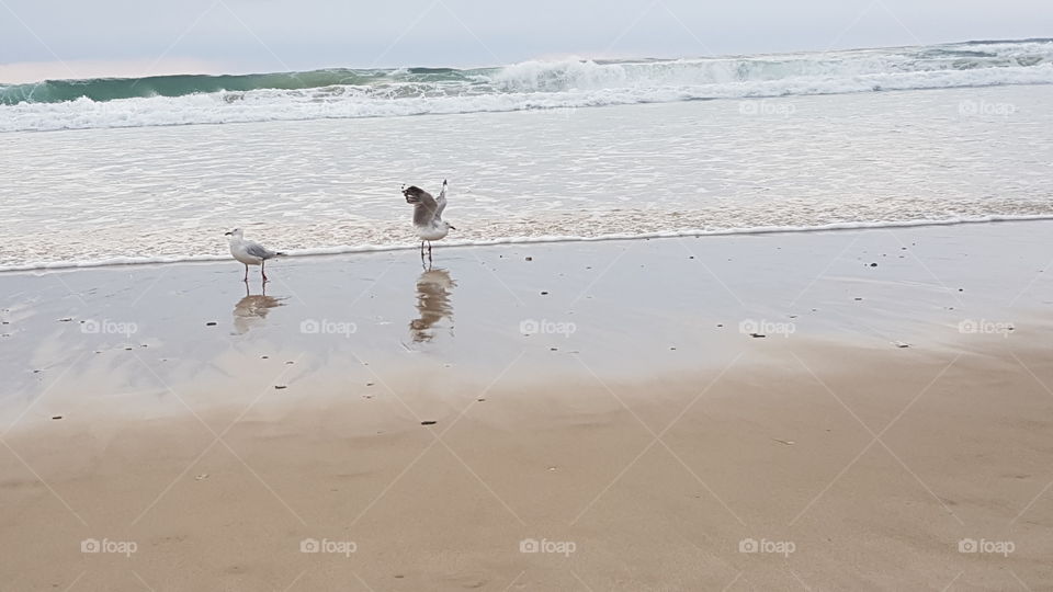 Playfull Seagulls enjoying the changing tide