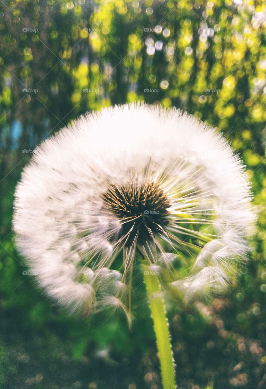 dandelion flower. warm.