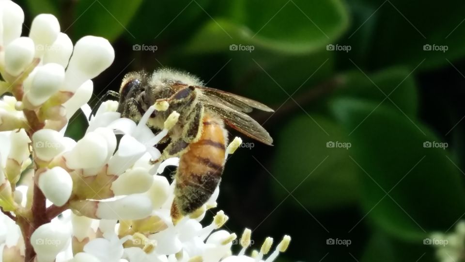 Bee working on white flowers