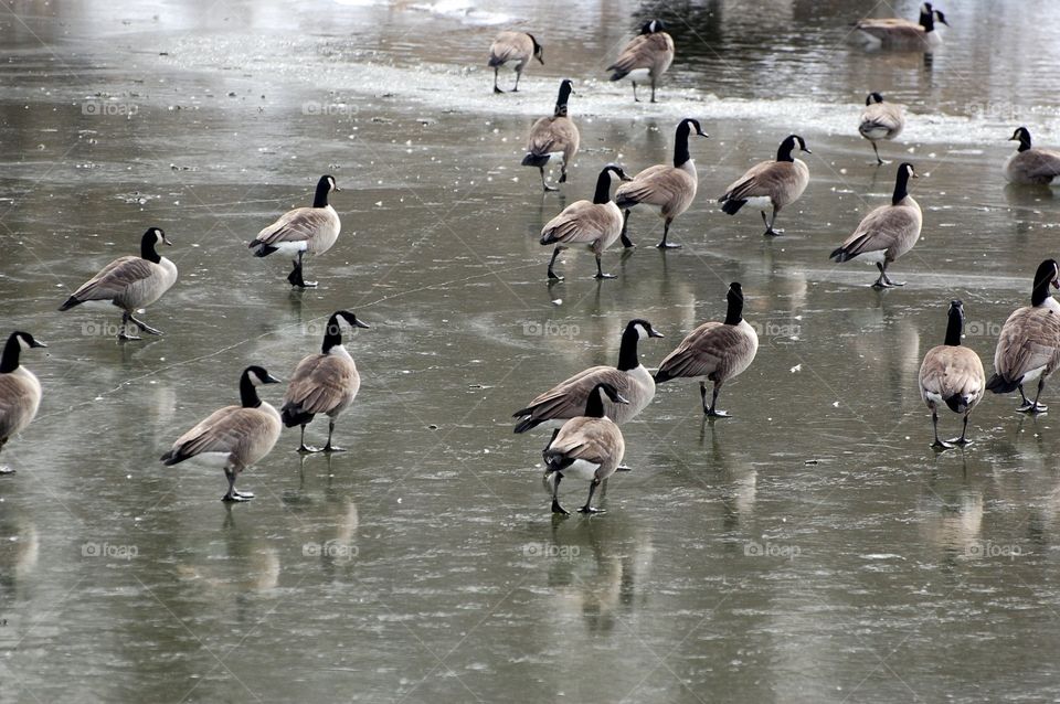 Geese walk on a frozen lake in Missouri in early March. 