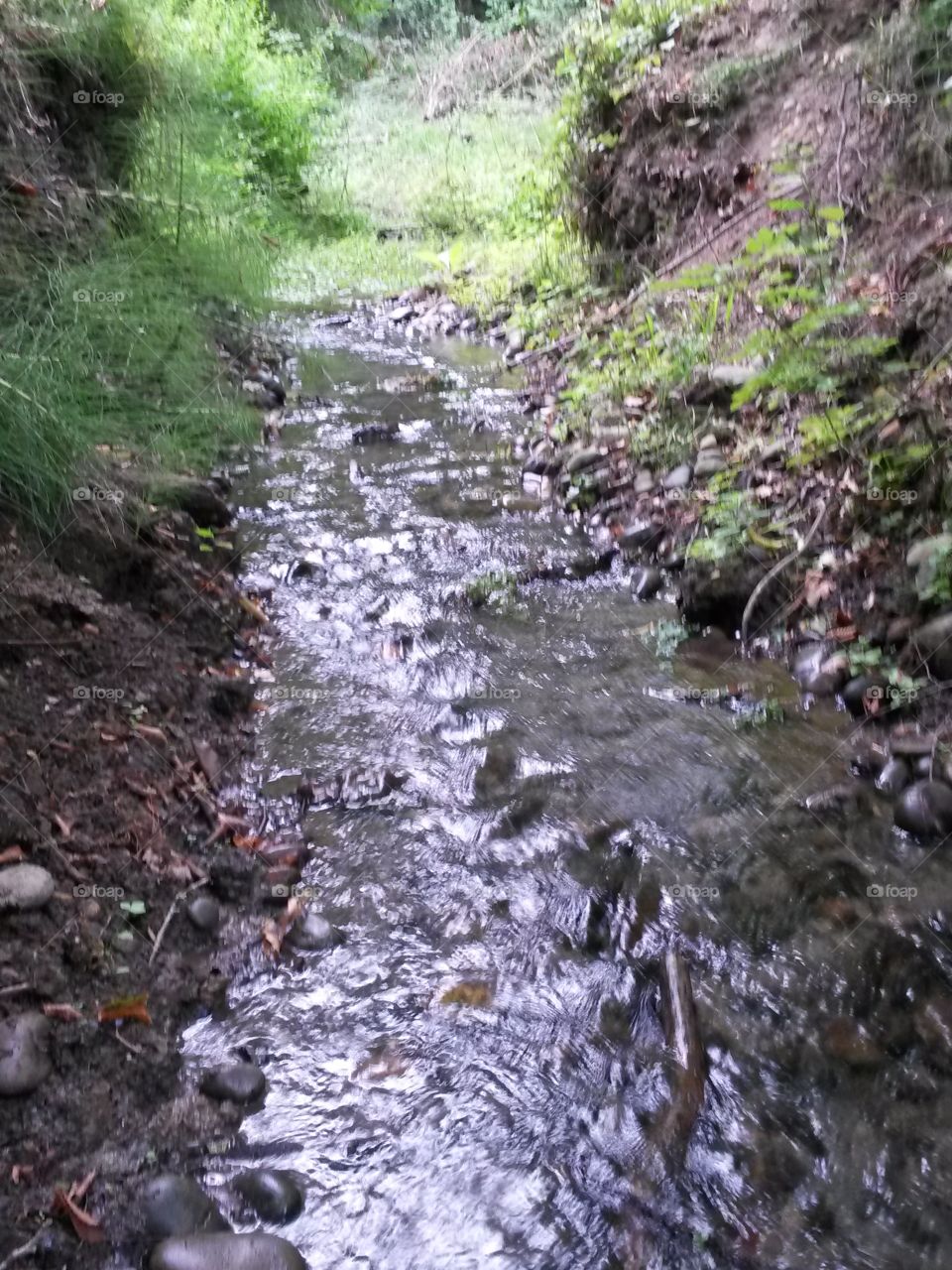 The forest river