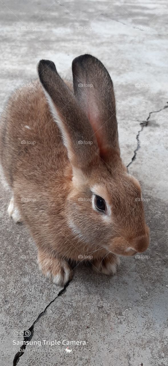 arnab kelinci rabbit