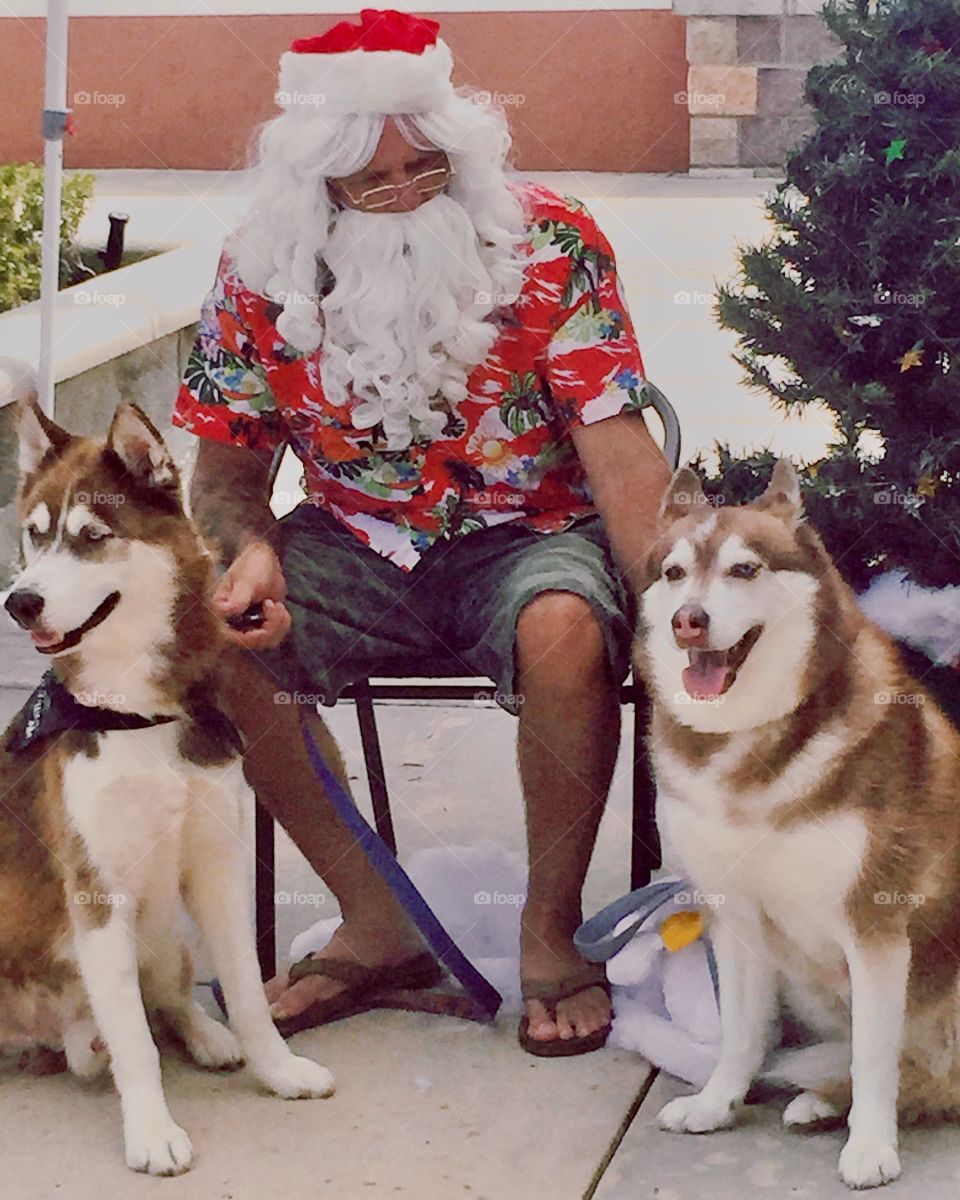Summer Santa wearing a Hawaiian shirt with two Siberian Huskies