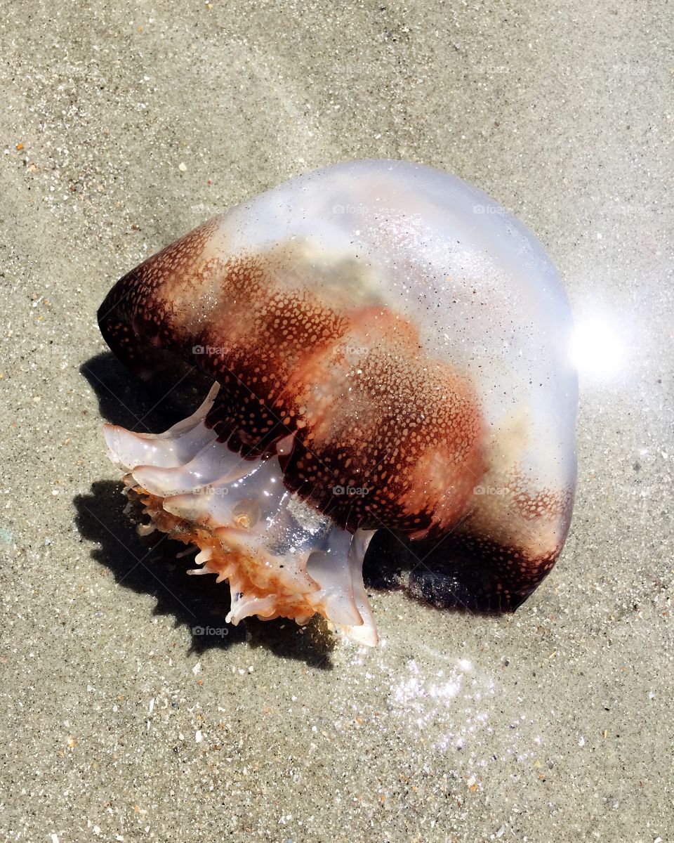 Cannonball jellyfish on the beach.