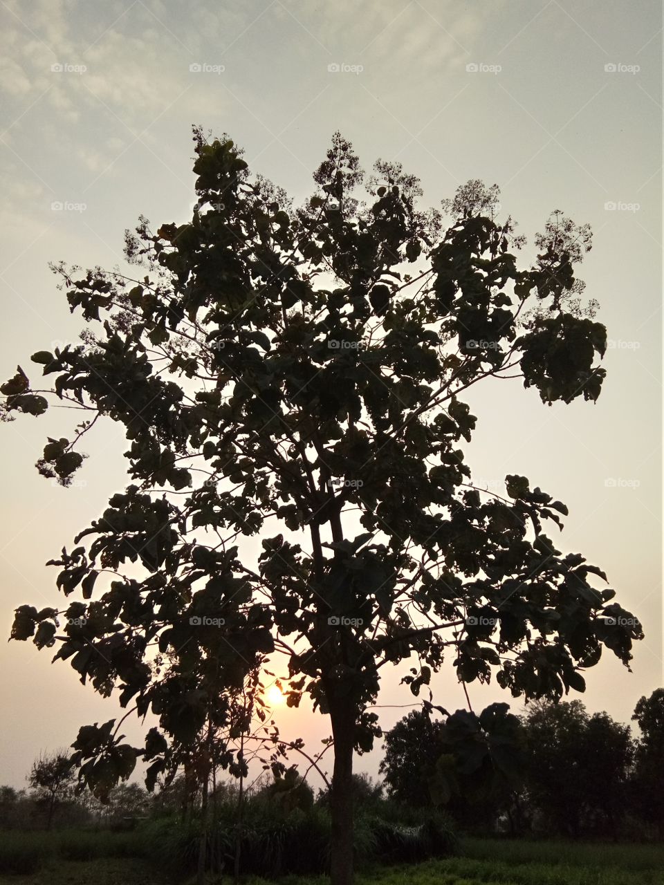 sun set with tree
