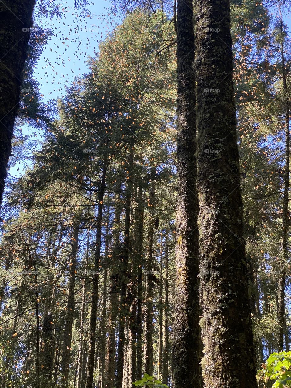 This great picture was taken by me just yesterday, its the monarch butterflies getting to a sanctuary in Mexico City, there are a bunch of butterflies and they are all flying threw the sky with out a worry in the world 