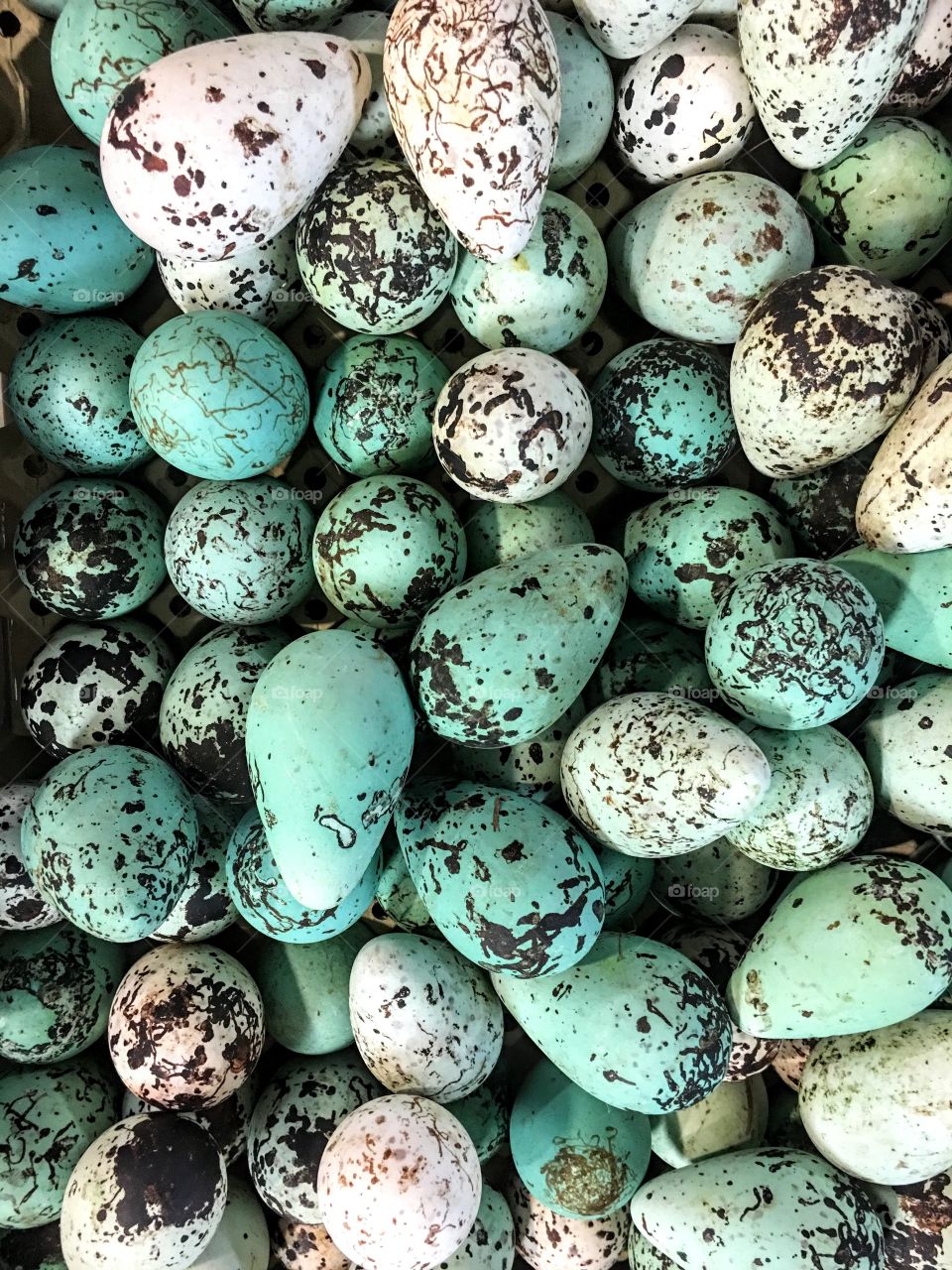 Full frame view of seagull' eggs