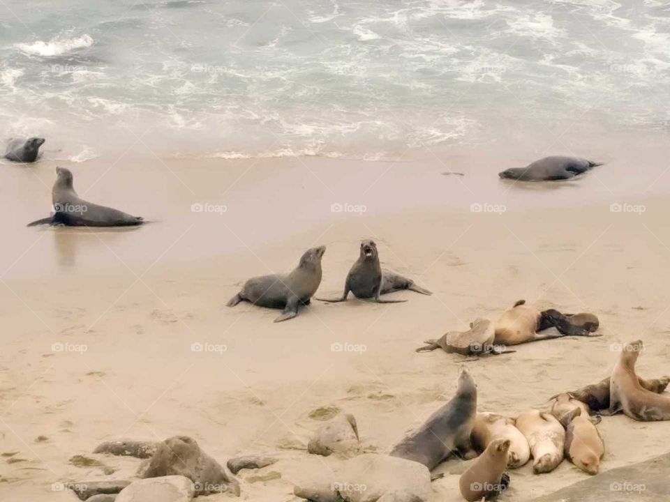 seals