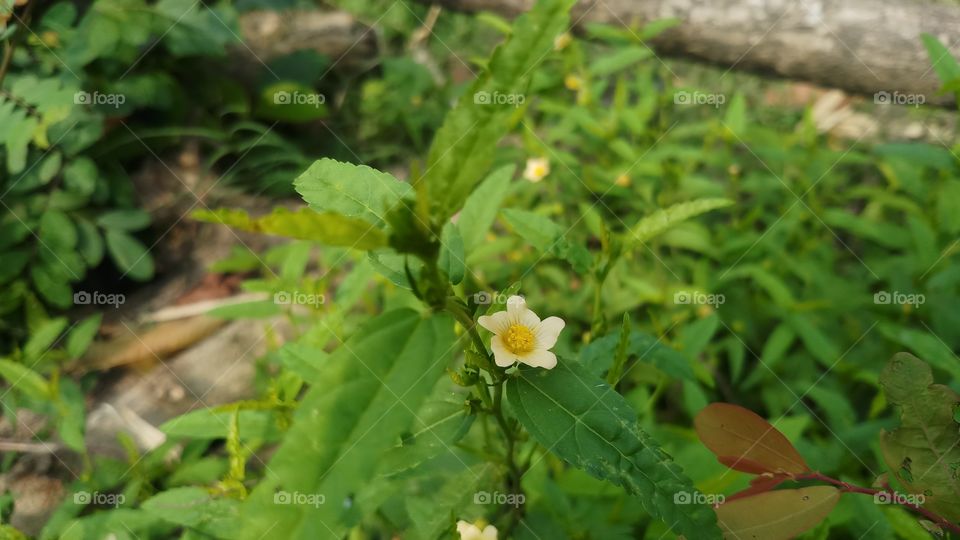 New plant with beautiful leaves in spring time.