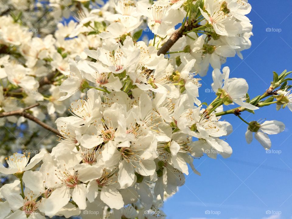 White flowers blooming in the tree