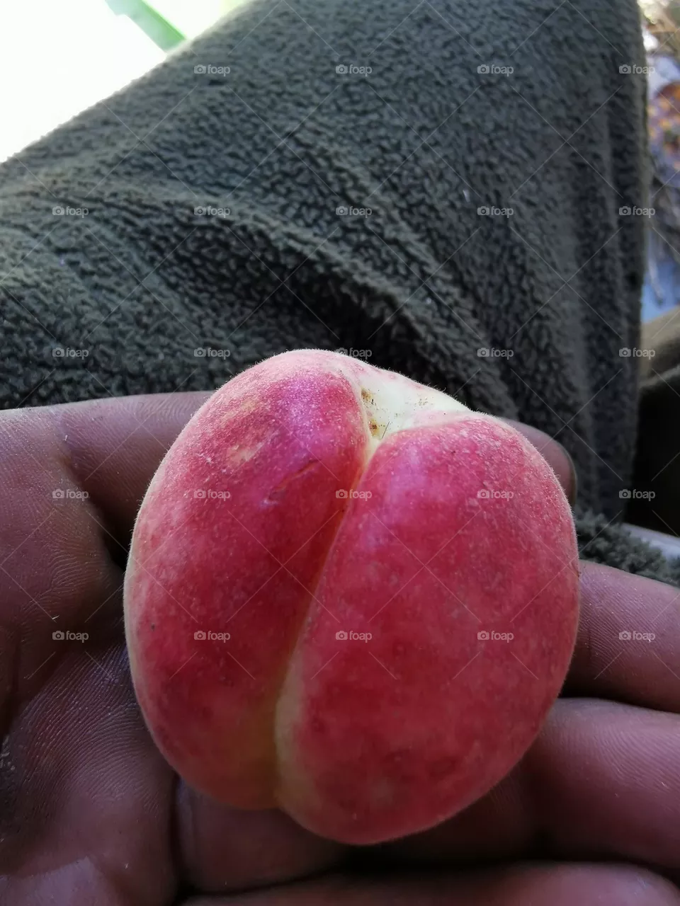 Apricot in hand