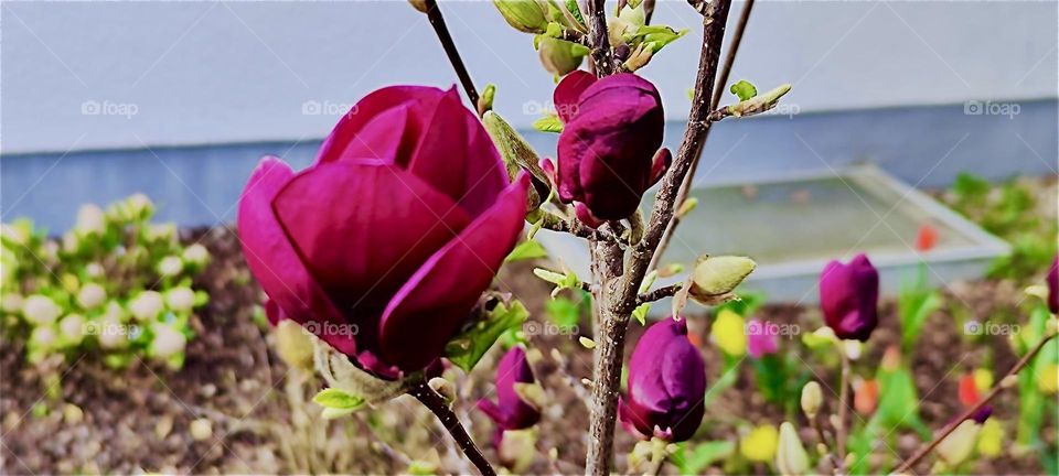 These red roses are growing next to the church of “Falkenstein”, a small town in the “Bayerischer Wald” or “Bavarian Forest” in “Bavaria”, Germany. 2024. Hypnotic Productions