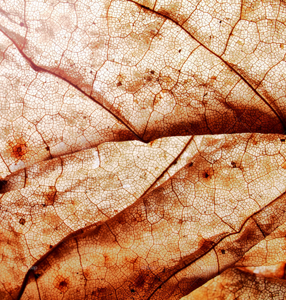 A close-up of a dried, fallen autumn leaf.  Closeup.  Texture.