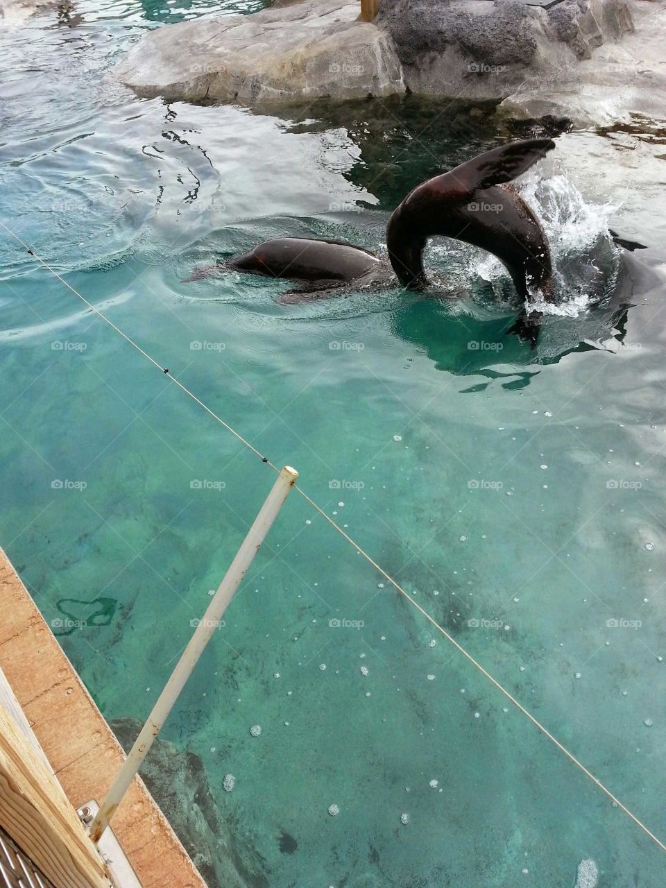 Zoo Seal