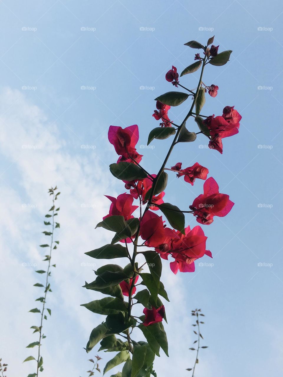 Pink colour bougainvillea flowers in blue sky background 