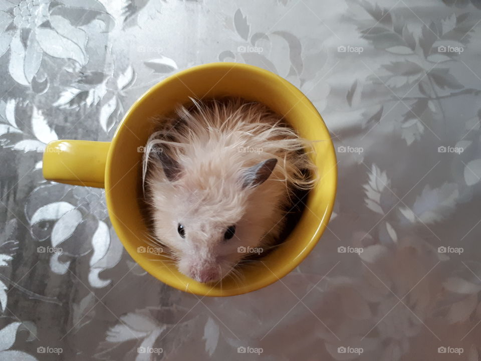 Small hamster in the yellow tea cup