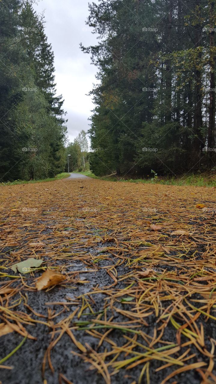 Autumn, Lots of pine needles on bicycle path  - tallbarr på väg
