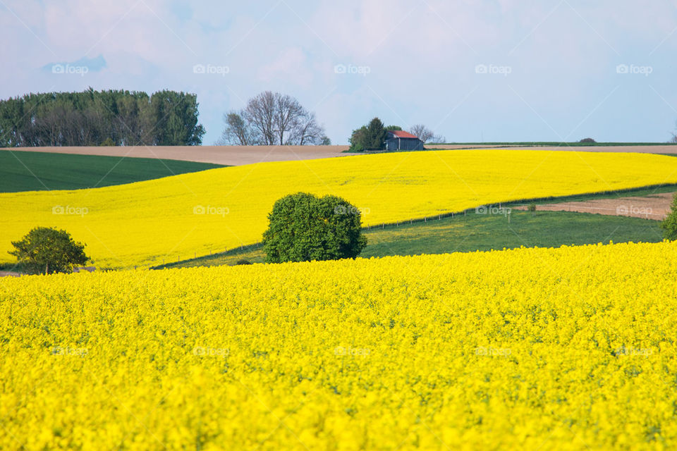 Yellow field of rapeseed flowers