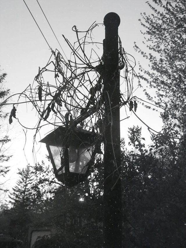 Viney Lamp