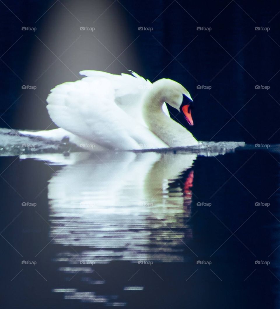 Swan and lake