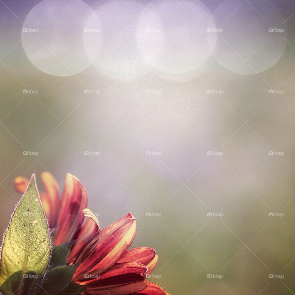 Lusterl. Sunflower at sunrise