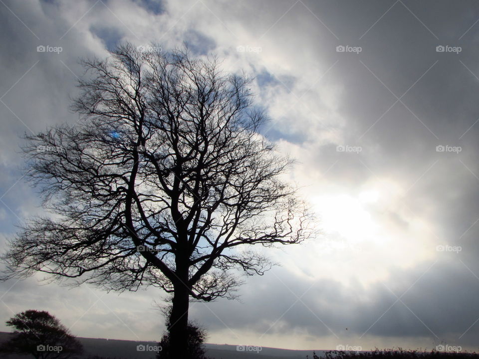 An isolated tree on Exmoor.